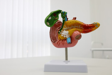 anatomical illustrations of human organs