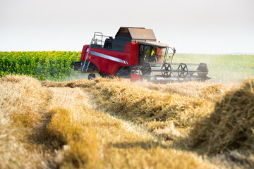 Fototapeta premium Harvester working in wheatfield at sunset.