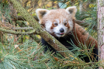 Fototapeta premium Kleiner Panda