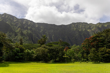 Fototapeta na wymiar Hoʻomaluhia Botanical Garden in Oahu, Hawaii