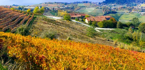 Fototapeten famous wine region in Piedmont, Italy. Scenic villages between the hills and vineyards.  autumn landscape scenery with colorful fields of grapewine © Freesurf