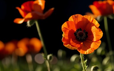 Stylized Red Poppy on Black Remembrance Day Symbol ai generated