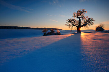 Winter Landscape with Mighty Oak Tree in Snow Covered Field at Sunset