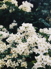 white cherry blossom