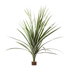 Dracaena Marginata isolated on transparent background