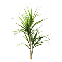 Fototapeta premium Dracaena Marginata isolated on transparent background