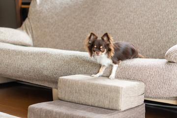 リビングのソファーの前に置かれたペット用のステップと犬のチワワ