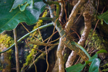 Nature and animals in Monteverde Cloud Forest (Costa Rica)
