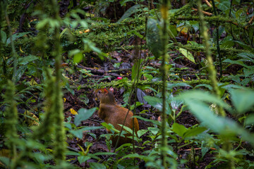 Nature and animals in Monteverde Cloud Forest (Costa Rica)