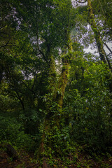 Fototapeta na wymiar Nature and animals in Monteverde Cloud Forest (Costa Rica)
