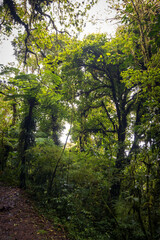 Obraz premium Nature and animals in Monteverde Cloud Forest (Costa Rica)