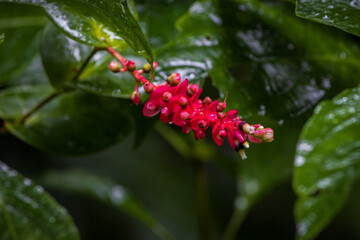 Nature and animals in Monteverde Cloud Forest (Costa Rica)