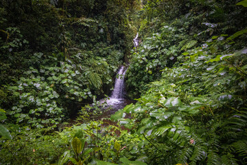 Nature and animals in Monteverde Cloud Forest (Costa Rica)