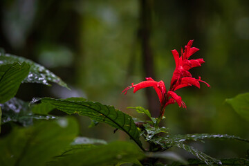 Nature and animals in Monteverde Cloud Forest (Costa Rica)