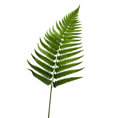 Fern isolated on transparent background