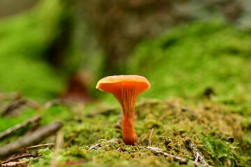 cantharel mushroom wild German Forest Odenwald