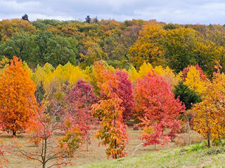 Von Rot bis Grün - Farbspektrum des Waldes im Herbst