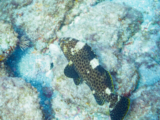 水中洞窟の美しいオオモンハタ（ハタ科）。

静岡県伊豆半島賀茂郡南伊豆町中木から渡し船で渡るヒリゾ浜にて。
2023年10月28日水中撮影。

The Beautiful Areolate Grouper in sea cave. 

HIRIZO Beach, Nakagi, South IZU, Kamo-gun, Izu Peninsula, Shizuoka, Japan,
Photo T