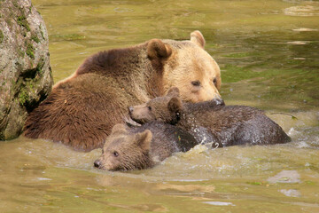 Obraz premium Braunbär (Ursus arctos) Muttertier mit zwei Jungen im Wasser, Bayerischer Wald, Bayern, Deutschland