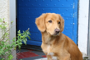CHIOT RETRIEVER NOVA SCOTIA