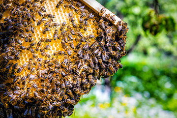 Honey bees swarming on honeycomb frame at beehive in apiary garden