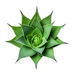 Fresh agave leaf top view isolated on transparent background