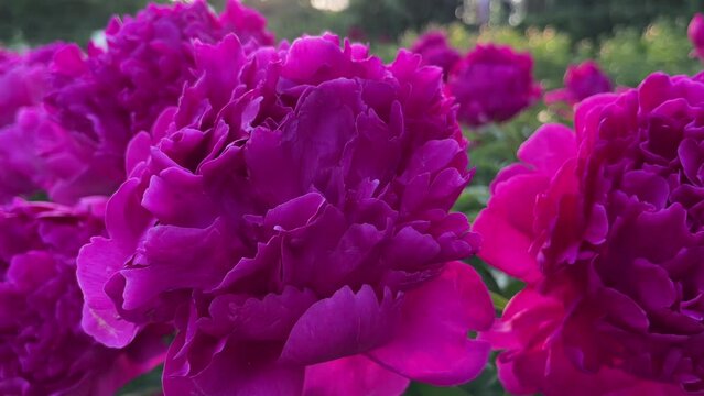 Bright Pink peonies flowers in the garden. Close up.