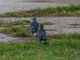 photo of a jackdaw bird on green grass
