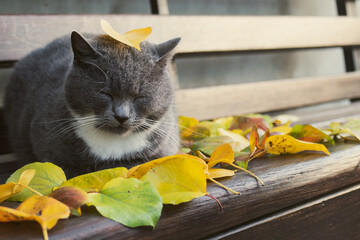 A fluffy gray cat cat lies on a wooden bench along with yellow leaves, cat and autumn. Autumn relaxation. cozy mood. Pets in autumn season. Cute cat