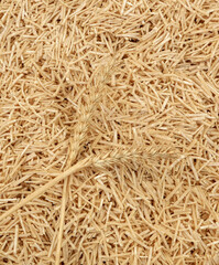 close-up of homemade natural dough noodles with wheat ears on top,