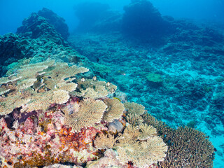 テーブルサンゴ（エンタクミドリイシ）に住む可愛いフタスジリュウキュウスズメダイ、ミツボシクロスズメダイ（スズメダイ科）、ヤリカタギ（チョウチョウウオ科）の幼魚他。

東京都伊豆諸島式根島中の浦海水浴場、神引浦にて。
2023年11月1日〜5日撮影。
水中写真。

The cute Reticulated Dascyllus and Threespot dascyllus and Chevron B