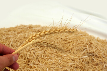 close-up of homemade natural dough noodles with wheat ears on top,