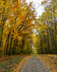 Obraz premium Yellow colors on forest in Poltava region. Autumn Ukrainian landscape. 