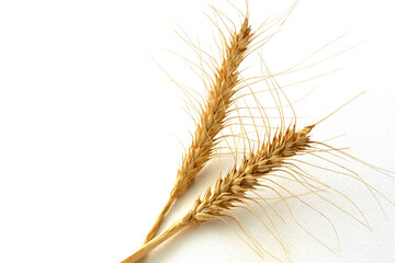 Two dry ears of wheat stand on a white background,