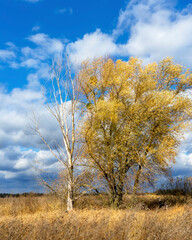 Fototapeta premium Yellow colors on the countryside field in Poltava region. Autumn Ukrainian landscape. 