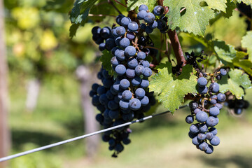 Wine grapes in the vineyard.