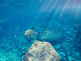 美しく大きなアオウミガメ（ウミガメ科）。

東京都伊豆諸島式根島中の浦海水浴場、神引浦にて。
2023年11月1日〜5日撮影。
水中写真。

The Beautiful and big Green sea turtle. 

At Nakanoura beach and Kambikiura, Shikinejima, Izu Islands, Tokyo.
Photo Taken Novembe