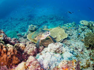 美しく大きなアオウミガメ（ウミガメ科）とサンゴの群生。

東京都伊豆諸島式根島中の浦海水浴場、神引浦にて。
2023年11月1日〜5日撮影。
水中写真。

The Beautiful and big Green sea turtle and Coral colonies. 

At Nakanoura beach and Kambikiura, Shikinejima, Izu Islands, 