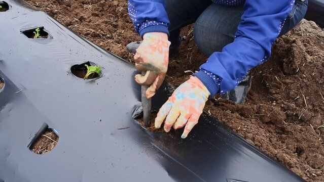 Woman hands putting strawberry seedlings in the ground. Rows of strawberry on ground covered by plastic mulch film. Cultivation of berries and vegetables using mulching method