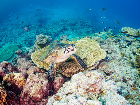 美しく大きなアオウミガメ（ウミガメ科）とサンゴの群生。

東京都伊豆諸島式根島中の浦海水浴場、神引浦にて。
2023年11月1日〜5日撮影。
水中写真。

The Beautiful and big Green sea turtle and Coral colonies. 

At Nakanoura beach and Kambikiura, Shikinejima, Izu Islands, 