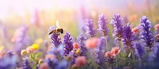 Foto op Plexiglas In the summer garden the vibrant colors of the floral landscape create a mesmerizing background while bumblebees buzz around collecting honey from the lavender plants in the field and fillin © TheWaterMeloonProjec