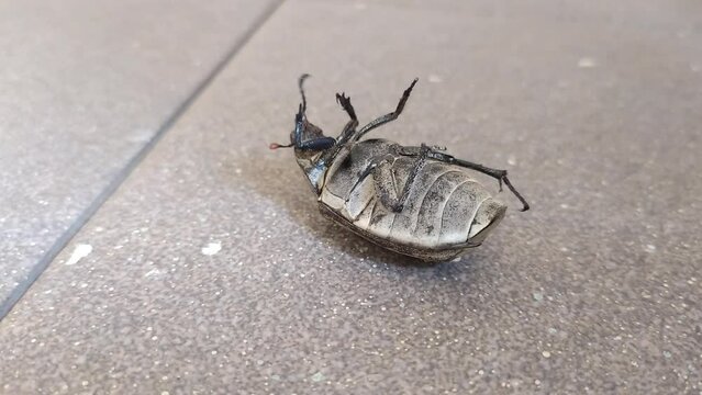 insect bug anomala cuprea on the ground