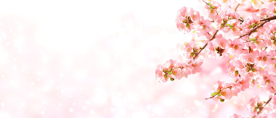 Horizontal banner with Japanese Quince flowers (Chaenomeles japonica) of pink color on sunny...