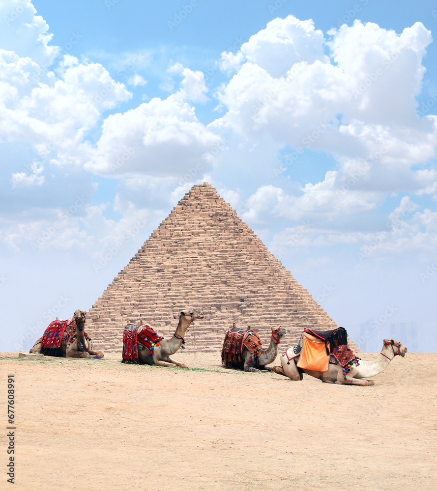 Wall mural Camels resting on the sand near to pyramid, Giza, Cairo, Egypt. Famous Great Pyramid of Cheops in Egypt