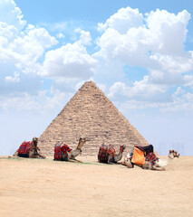 Camels resting on the sand near to pyramid, Giza, Cairo, Egypt. Famous Great Pyramid of Cheops in...