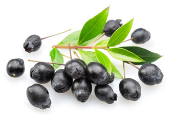 Myrtle berries on branch isolated on white background.