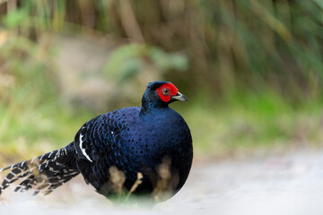 Mikado pheasant endemic bird