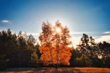 Wald - Sonnenstrahlen - Beautiful - Rays - Sunlight - Forest - Green - Silent - Summer - Morning -...