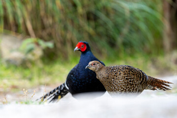 Mikado pheasant endemic bird