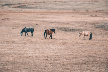 Horses on the field. Three horses in the wild